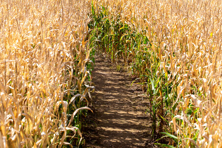 Corn Field Path photo