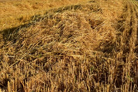 Agriculture cereal corn photo