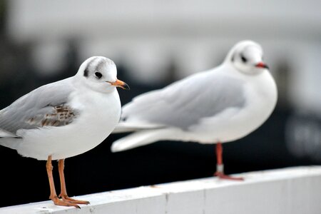 Coast seevogel wait