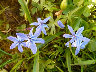 Plant forest flower scilla