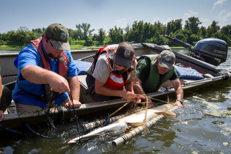 Alligator gar-1 photo