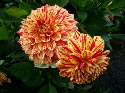 Orange yellow summer