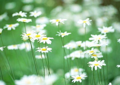 Field of camomile flowers. Flower texture photo