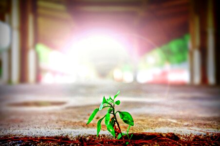 Asphalt green leaves herb