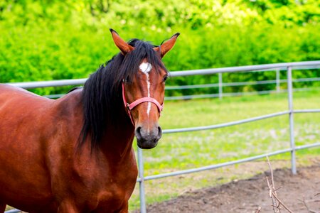 The head of a horse pony ranch photo