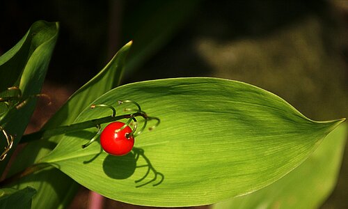 Red jagoda the stem
