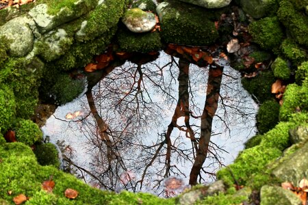 Water mirroring trees