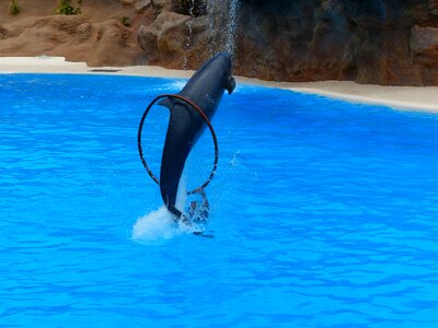Jump through artistry dolphin show photo