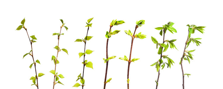 Set of Green Shrubs on White photo