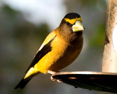 Evening grosbeak birds