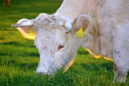 Cows cattle bio photo