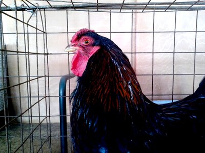 Bantam chicken dark photo