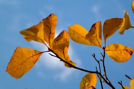 Fall foliage coloring fall color
