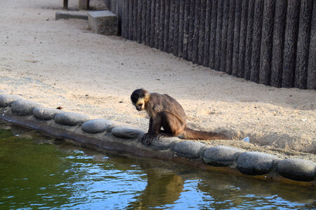 11 Monkey