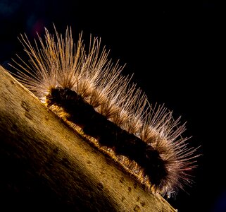 Caterpillar hairy close up photo