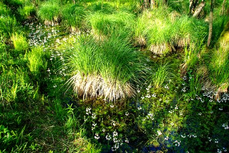 Bach aquatic plants grasses