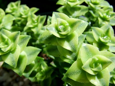 Macro plant flower
