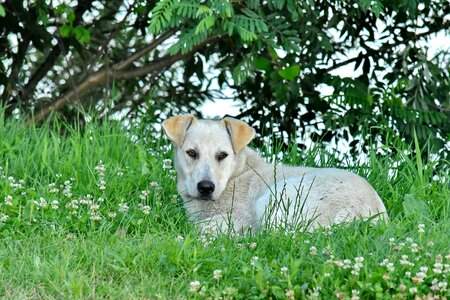Beautiful dog grass