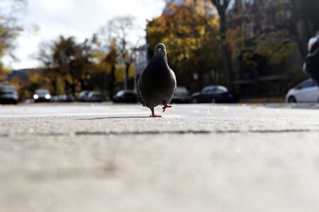 Street road perspective