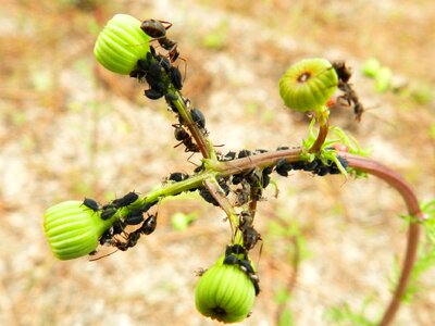 Plant green ants
