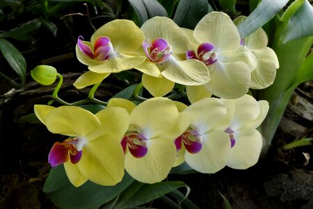 Exotic orchid rain forest