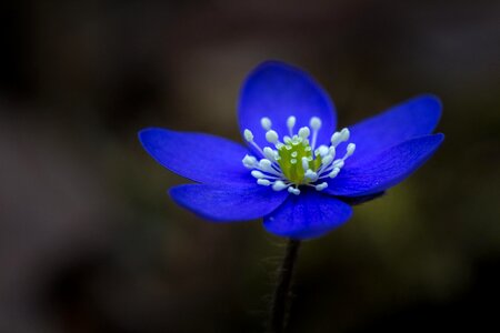 Blossom blue bright photo