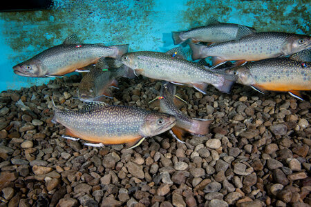 Brook trout-4 photo