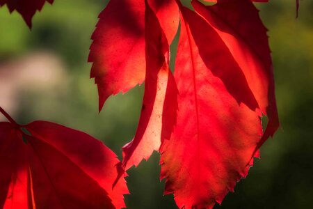 Autumn autumn season daylight
