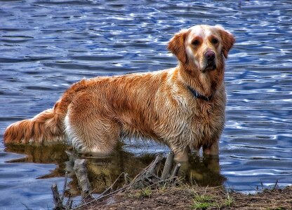 Retreiver animal pets