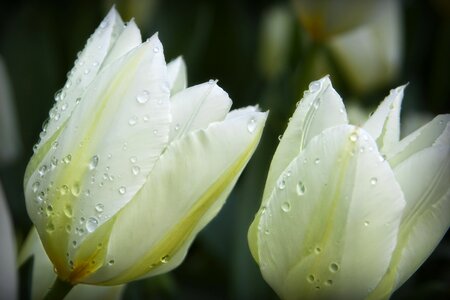 Drops of water nature white photo