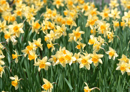 Flowerbed with yellow small daffodils in spring. photo