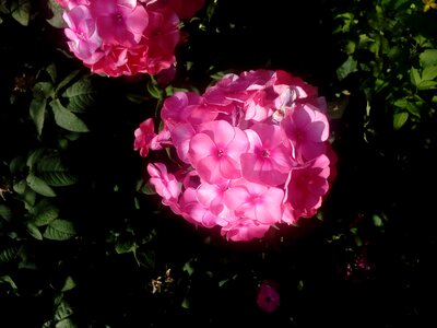 Flower Garden flowers green leaves photo