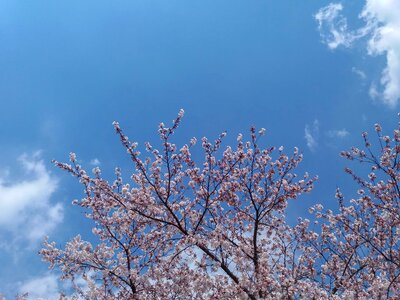 Branch tree cherry photo