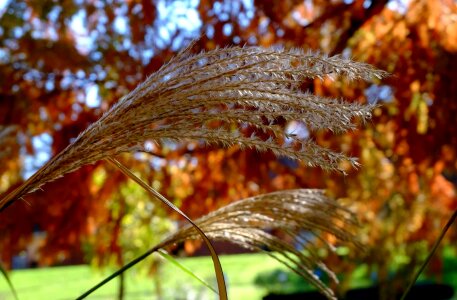 Autumn autumn season branch