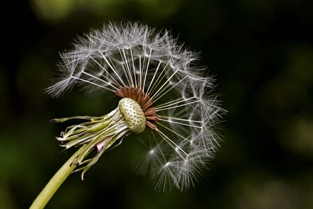 Plant garden natural