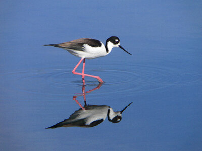 Black-necked Stilt photo