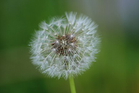 Dandelion herbaceous perennial