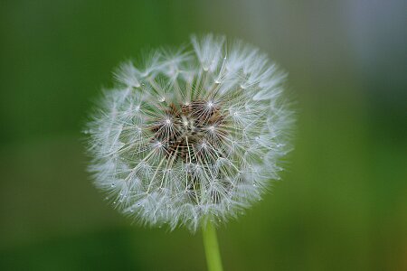 Dandelion herbaceous perennial photo