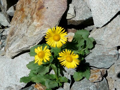 Nature plants alps