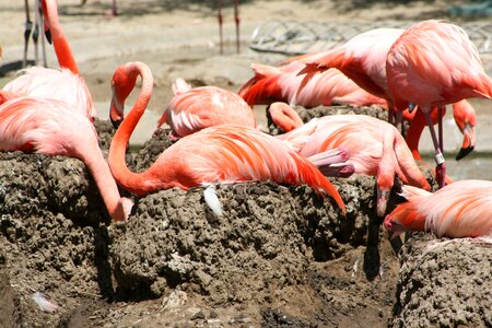 Wading pink orange