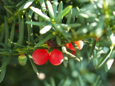 Berries conifer toxic
