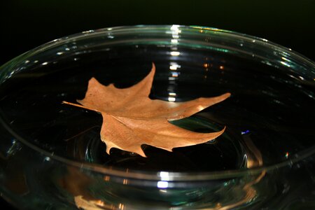 Leaf sheet in the water fall leaves