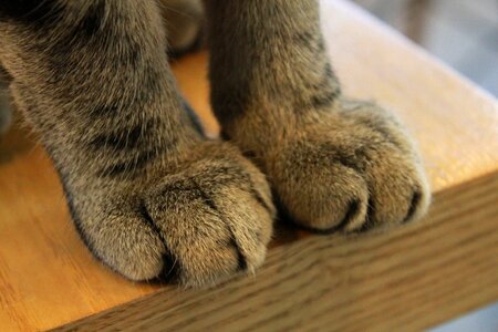 Paw claws feline photo