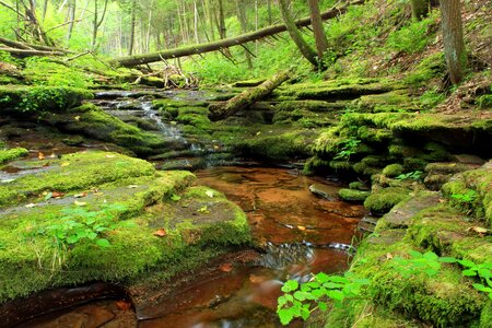 Creek environment forest