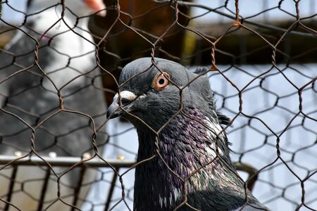 Cage eye pigeon photo