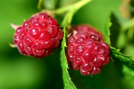 Berry blackberry calorie