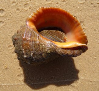 Seashell beautiful macro photo