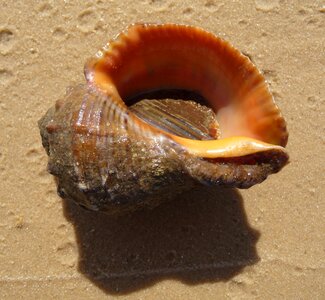 Seashell beautiful macro