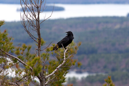 Crow in Tree photo