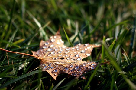 Autumn fall brown photo